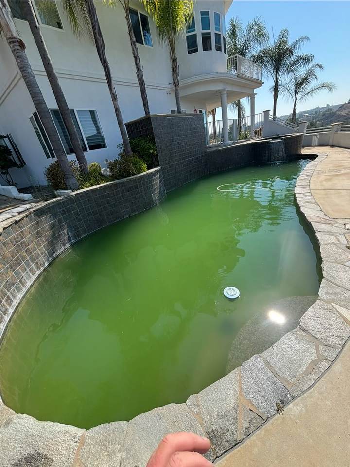 Green, algae-filled pool before a green pool cleanup